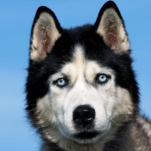 Siberian Husky Print - Majestic Arctic Breed