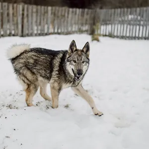 Siberian Husky Print: Winter Shelter Stroll