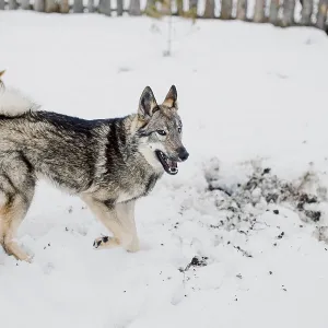 Siberian Husky Print: Winter Shelter Stroll