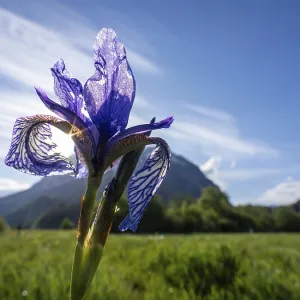 Siberian iris (Iris sibirica), behind the Grimming Siberian iris (Iris sibirica), behind the Grimming