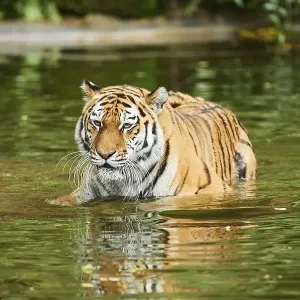 Siberian tiger (Panthera tigris altaica) Siberian tiger (Panthera tigris altaica)