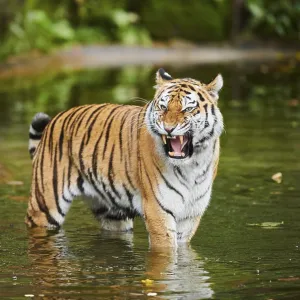 Siberian tiger (Panthera tigris altaica)