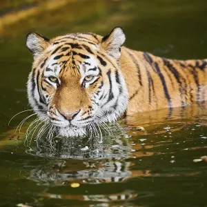 Siberian tiger (Panthera tigris altaica) Siberian tiger (Panthera tigris altaica)