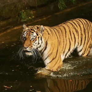 Siberian tiger (Panthera tigris altaica)