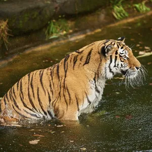 Siberian tiger (Panthera tigris altaica) Siberian tiger (Panthera tigris altaica)