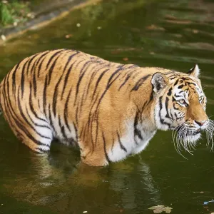 Siberian tiger (Panthera tigris altaica) Siberian tiger (Panthera tigris altaica)