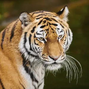 Siberian tiger (Panthera tigris altaica)