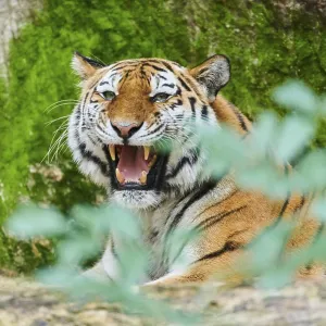 Siberian tiger (Panthera tigris altaica)
