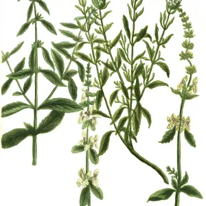 Sideritis alpina, hirsuta, vulgaris