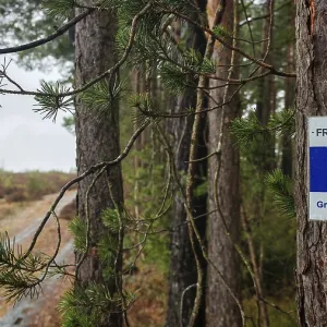 Un signo en el Frankenwaldsteigla sobre un árbol marca una ruta de senderismo en el bosque, senderismo a lo largo del antiguo límite interalemán en la cinta verde cerca de Mitwitz, parque natural de Frankenwald. Un signo en el Frankenwaldsteigla sobre un árbol marca una ruta de senderismo en el bosque, senderismo a lo largo del antiguo límite interalemán en la cinta verde cerca de Mitwitz, parque natural de Frankenwald.