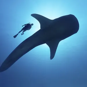 Sihouette of diver with Whale shark (Rhincodon typus) from below Sihouette of diver with Whale shark (Rhincodon typus) from below