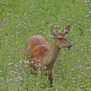 Sika deer (Cervus nippon), female Sika deer (Cervus nippon), female