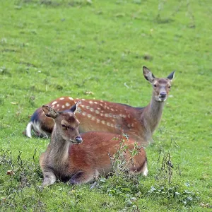 Sika deer (Cervus nippon), female Sika deer (Cervus nippon), female