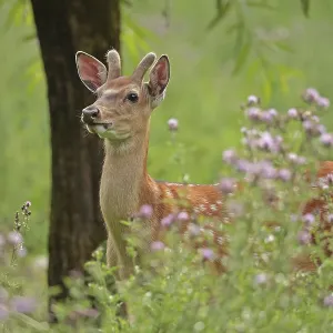 Sika deer (Cervus nippon), male Sika deer (Cervus nippon), male