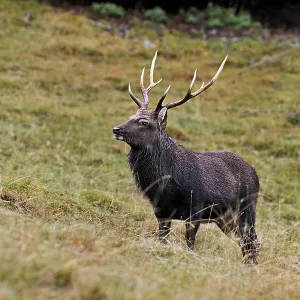 Sika deer (Cervus nippon) standing in meadow
