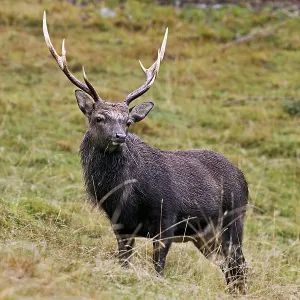 Sika deer (Cervus nippon) standing in meadow