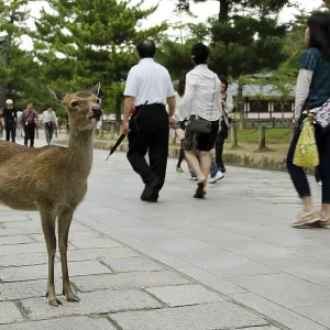 Sika Deer on a stonepath in Nara with tourists