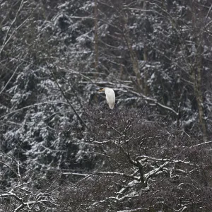Silberreiher (Ardea alba) in einer schneebedeckten Baumkrone