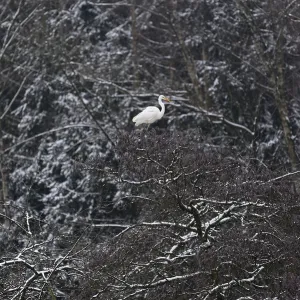 Silberreiher (Ardea alba) in einer schneebedeckten Baumkrone