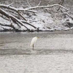 Silberreiher (Ardea alba) steht in einer winterlichen Flusslandschaft