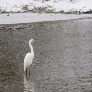 Silberreiher (Ardea alba) steht in einer winterlichen Flusslandschaft