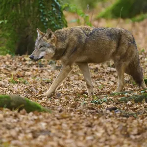A silent wolf walks through the leaf-covered forest in autumn