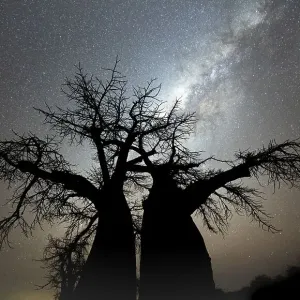Silhouette of a baobab tree with starry sky and Milky Way Silhouette of a baobab tree with starry sky and Milky Way