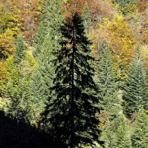 Silhouette of a conifer tree in front of autumn coloured mixed forest in the Bavarian Alps Silhouette of a conifer tree in front of autumn coloured mixed forest in the Bavarian Alps