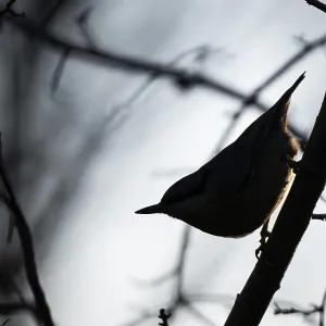Silhouette, nuthatch (Sitta europaea) Silhouette, nuthatch (Sitta europaea)