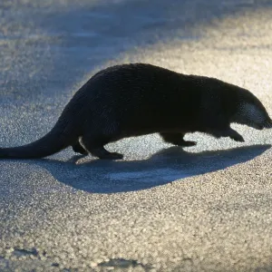 Sombra de un nutria en luz dorada con sombra impactante sobre hielo.