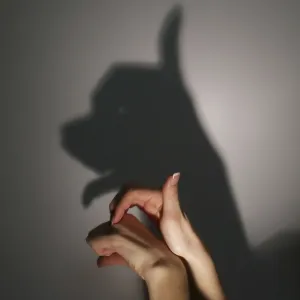 Silhouette shadow of young dog from young womans hands