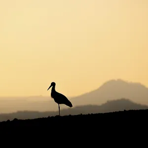 Silhouette of a sorch (Ciconia ciconia) in front of a mountain landscape in the warm light of sunset