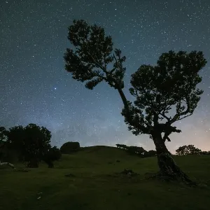 Silhouette of Tree in Fanal Forest and Sky full of Stars at Night