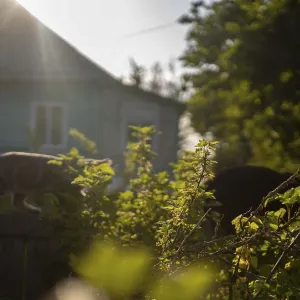 Silhouetted cats with sun shining behind