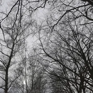 Silhouettes of trees and branches against a grey sky Silhouettes of trees and branches against a grey sky