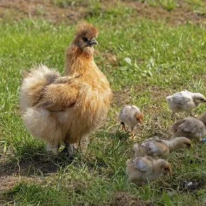 Silk hen with Wyandotte chick, hen Silk hen with Wyandotte chick, hen
