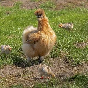 Silk hen with Wyandotte chick, hen