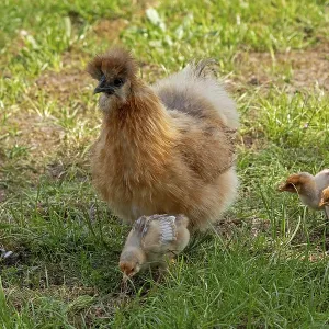 Silk hen with Wyandotte chick, hen Silk hen with Wyandotte chick, hen
