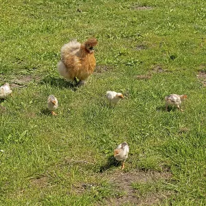 Silk hen with Wyandotte chick, hen Silk hen with Wyandotte chick, hen