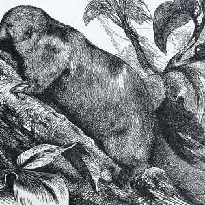 Silky anteater (Myrmecophaga didactyla)