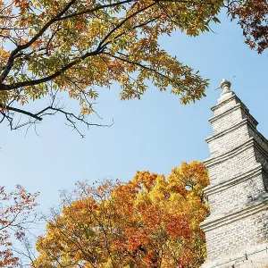 Silleuksa Temple stone tower with autumn maple in Yeoju Silleuksa Temple stone tower with autumn maple in Yeoju