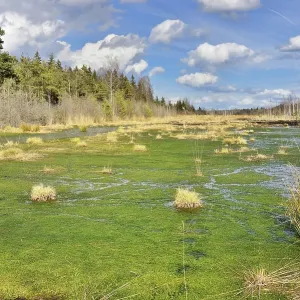 Silted moor pond with moss (Sphagum sp) Silted moor pond with moss (Sphagum sp)