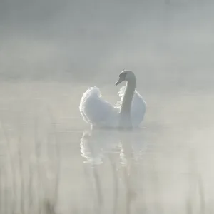 Silted swan (Cygnus olor) swims in impressive position on a lake Silted swan (Cygnus olor) swims in impressive position on a lake