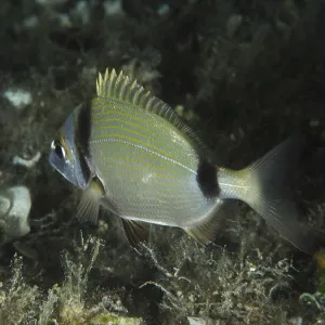 Two-banded Seabream in Algae, Stoja, Pula, Croatia Print