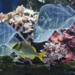Silver Lookdown Fish Print in Aquarium, Haus der Natur