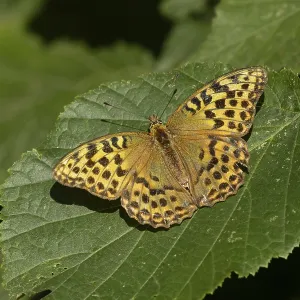 Silver-washed fritillary butterfly (Argynnis paphia) adult insect resting on a hazel tree leaf in a woodland in summer Silver-washed fritillary butterfly (Argynnis paphia) adult insect resting on a hazel tree leaf in a woodland in summer