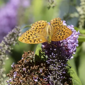 Silver washed fritillary butterfly (Argynnis paphia) adult insect feeding on purple garden Buddleja flowers in summer Silver washed fritillary butterfly (Argynnis paphia) adult insect feeding on purple garden Buddleja flowers in summer
