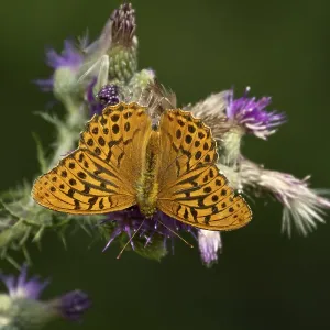 Silver washed fritillary butterfly (Argynnis paphia) adult insect feeding on purple Thistle flower in summer Silver washed fritillary butterfly (Argynnis paphia) adult insect feeding on purple Thistle flower in summer
