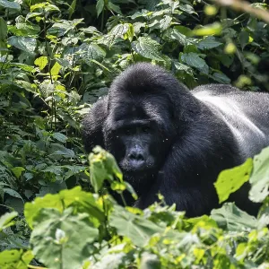 Silverback, mountain gorilla (Gorilla berengei berengei) Silverback, mountain gorilla (Gorilla berengei berengei)