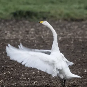 Singing swan (Cygnus cygnus), Emsland